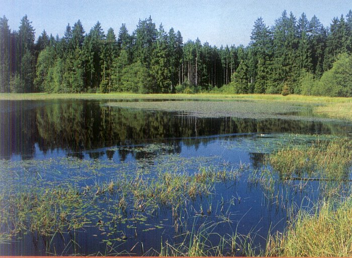 Malý pařezitý rybník u Javořice