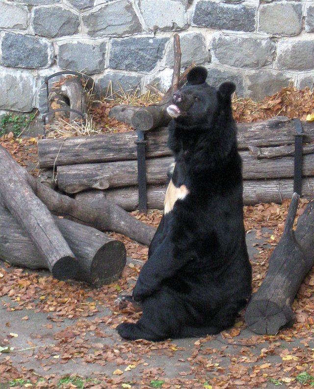 medvěd Kazimír