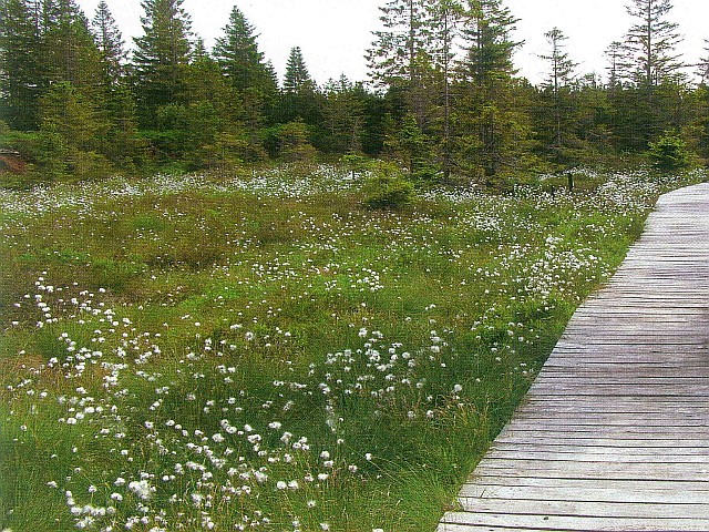 Přírodní rezervace Božídarské Rašeliniště