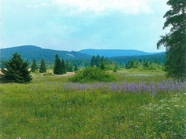 Rejvíz - přírodní rezervace v Jeseníkách