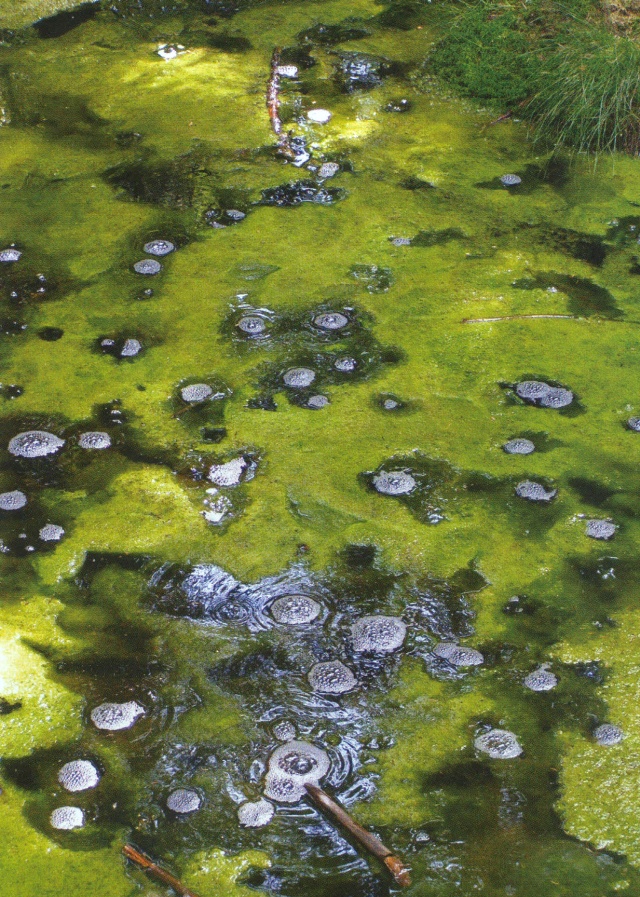 Přírodní rezervace Smraďoch