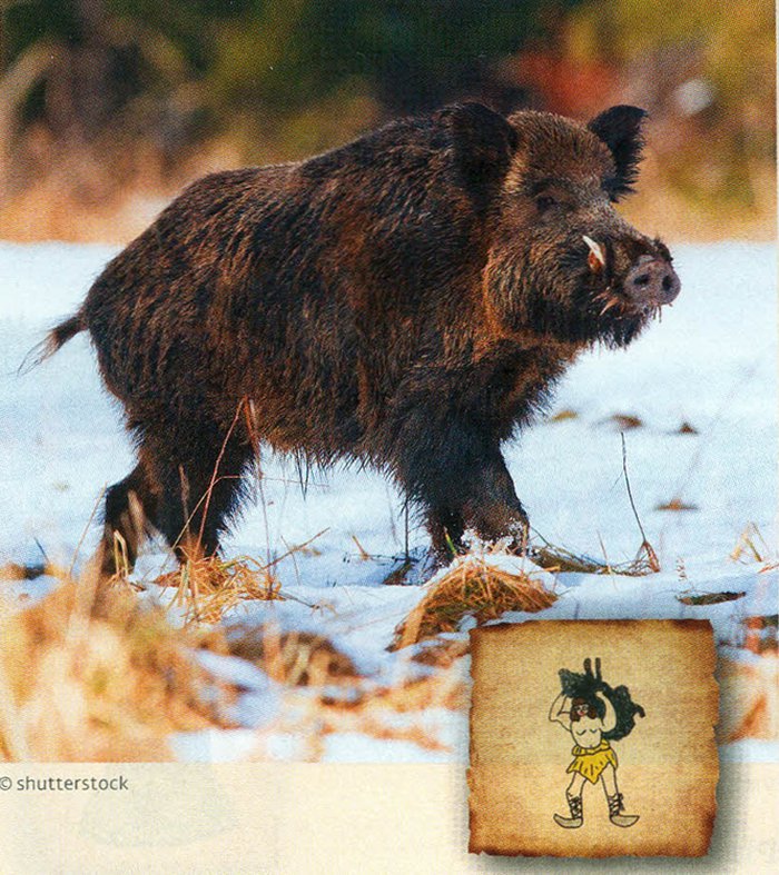 Křivoklátsko - divoké prase