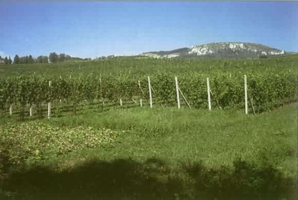 Vinice pod vápencovým kopcem Pálava