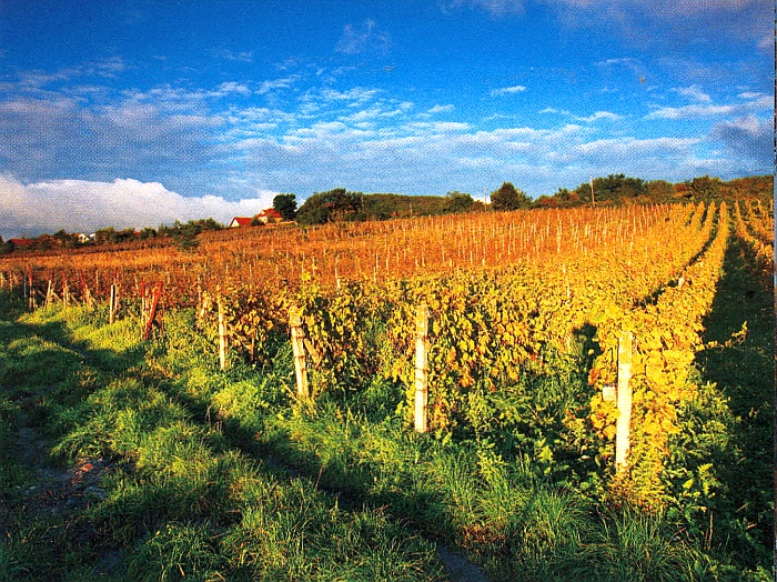 Vinice v okolí Pezinka